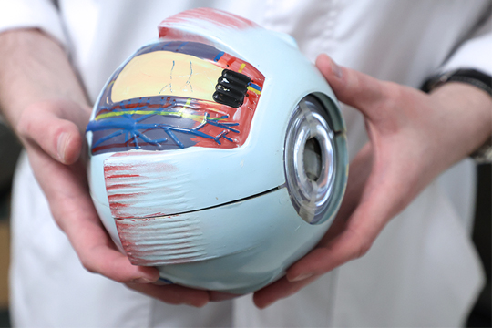 Сетчатка глаза. Структура, Функции и Заболевания