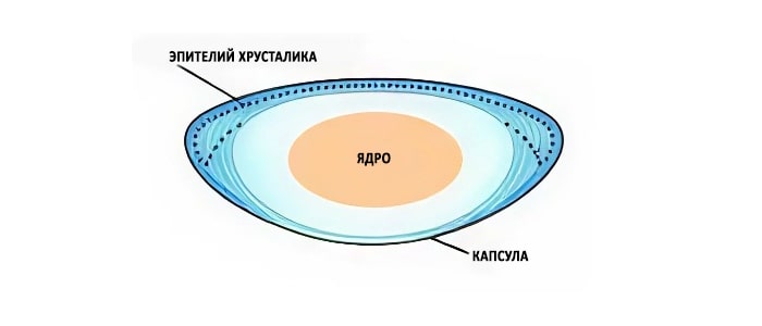 Ядро капсула и эпителий хрусталика