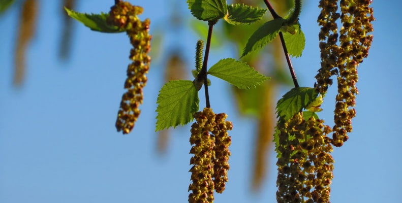 pollinoz-i-glaza2.jpg pollinoz-i-glaza2.jpg