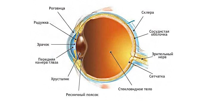 Схема строения глаза строение глаза